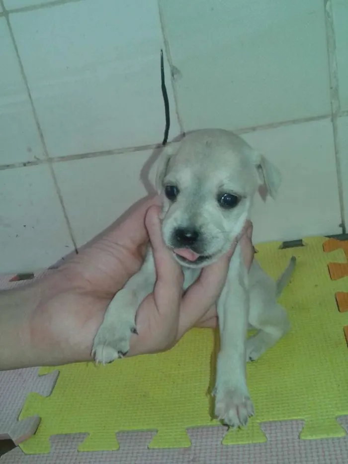 Cachorro ra a indefinida idade Abaixo de 2 meses nome sem nome
