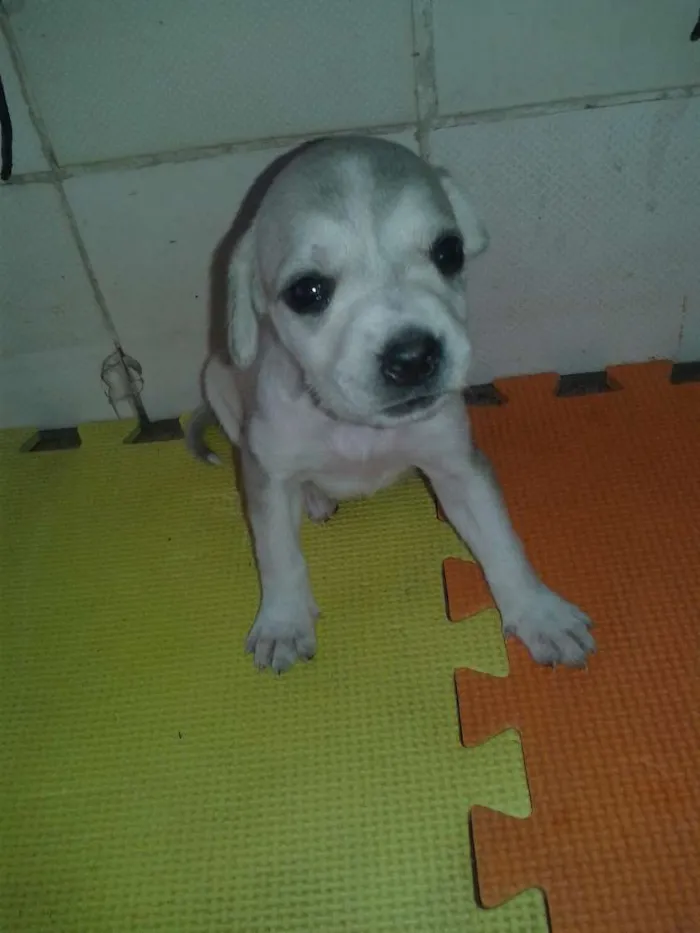 Cachorro ra a indefinida idade Abaixo de 2 meses nome sem nome