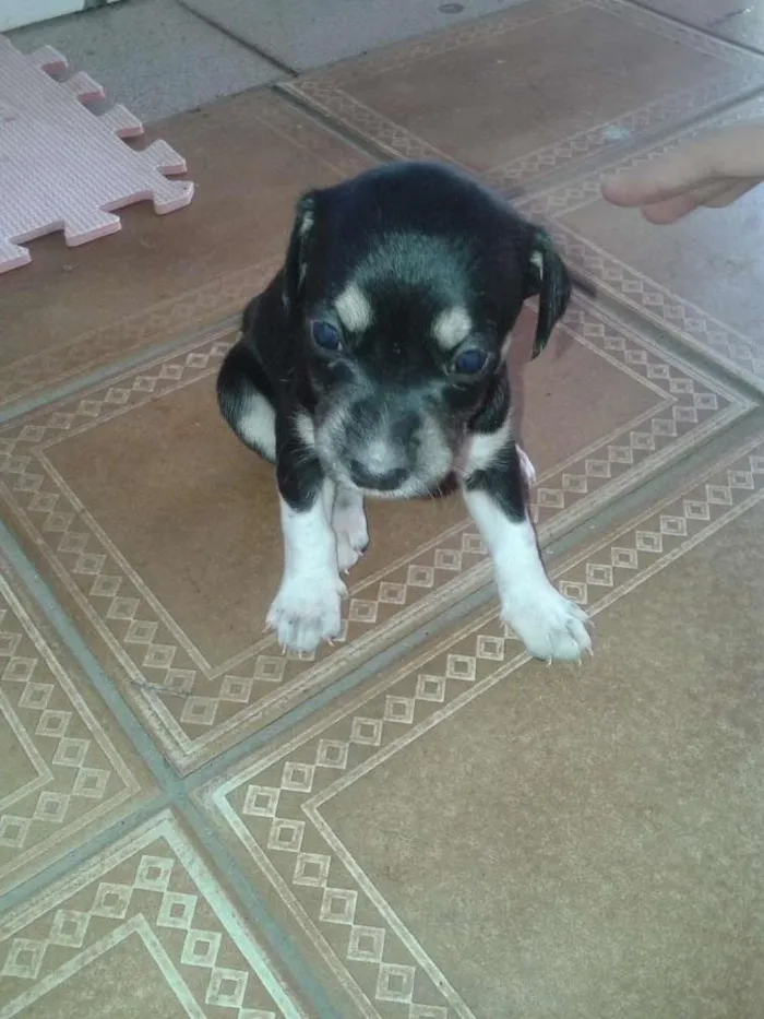 Cachorro ra a indefinida idade Abaixo de 2 meses nome sem nome