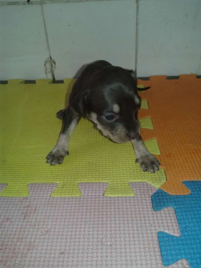 Cachorro ra a indefinida idade Abaixo de 2 meses nome sem nome