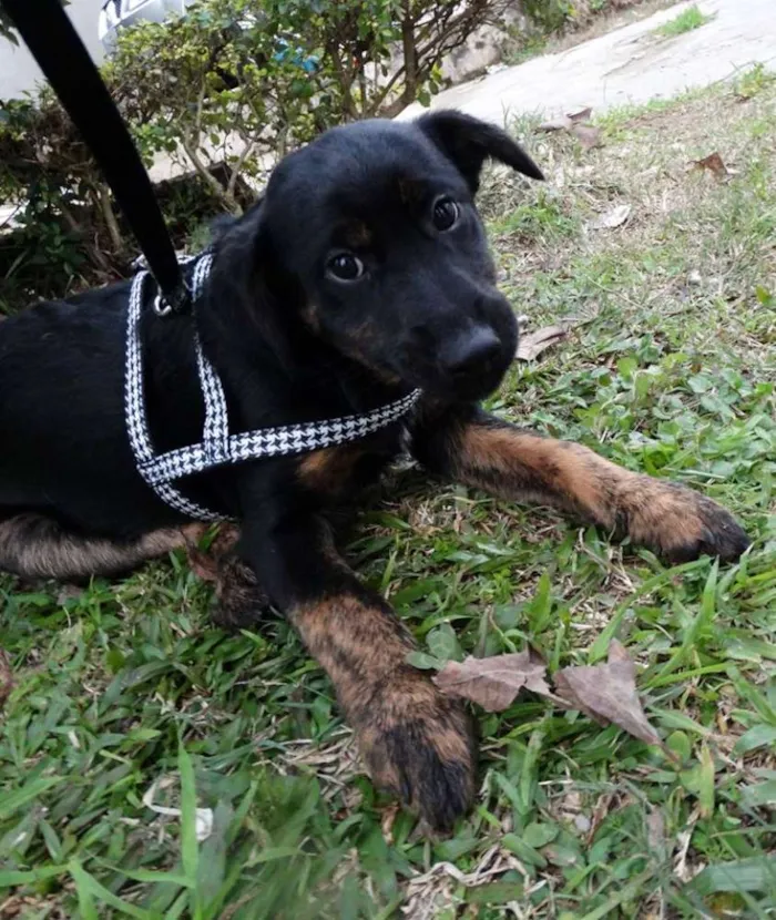 Cachorro ra a SRD idade 2 a 6 meses nome Amora