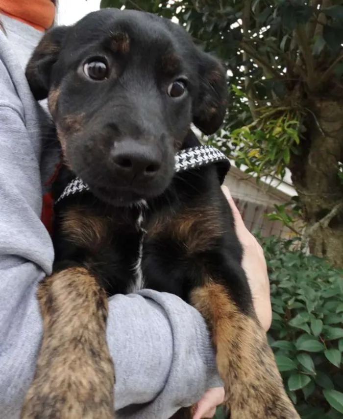 Cachorro ra a SRD idade 2 a 6 meses nome Amora