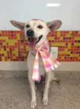 Princesa 