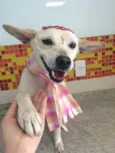 Princesa 