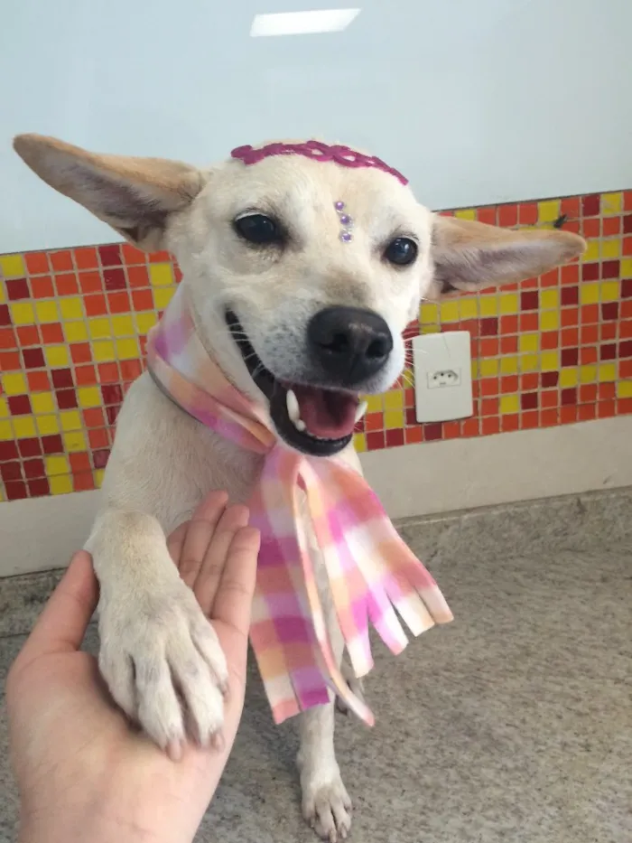 Cachorro ra a Srd  idade 4 anos nome Princesa 
