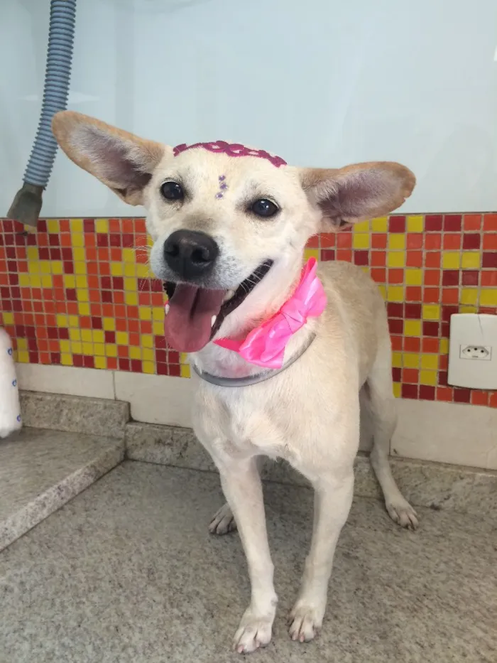 Cachorro ra a Srd  idade 4 anos nome Princesa 