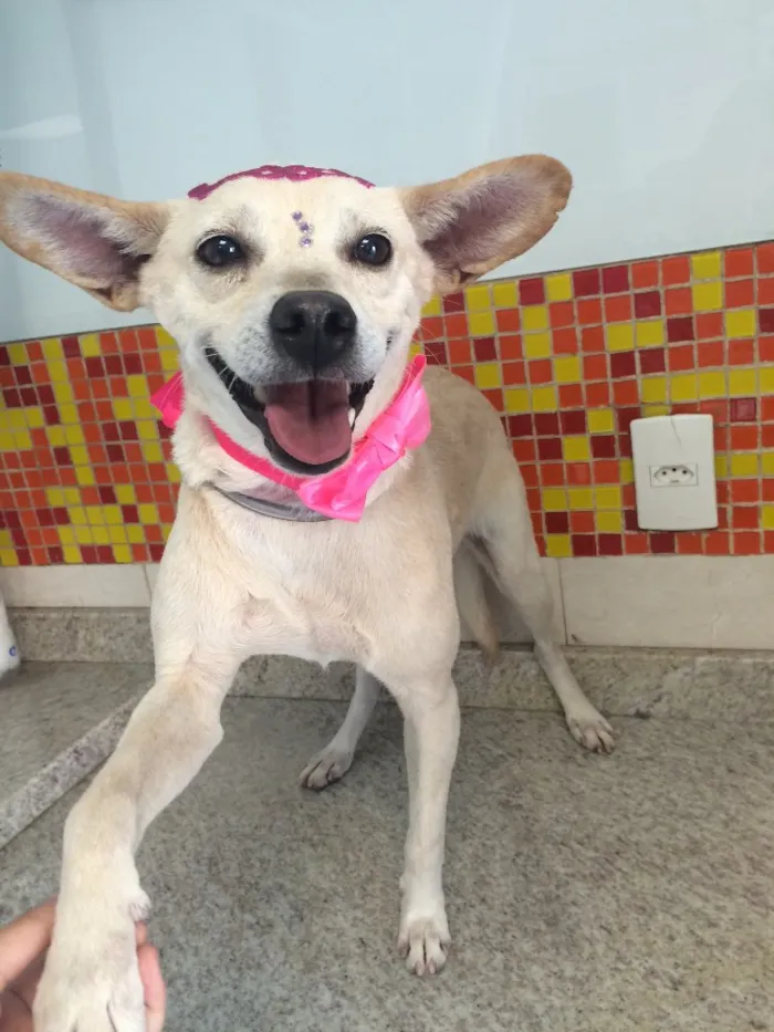 Cachorro ra a Srd  idade 4 anos nome Princesa 