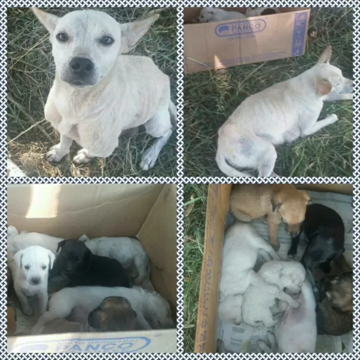 Cachorro ra a Srd  idade 4 anos nome Princesa 