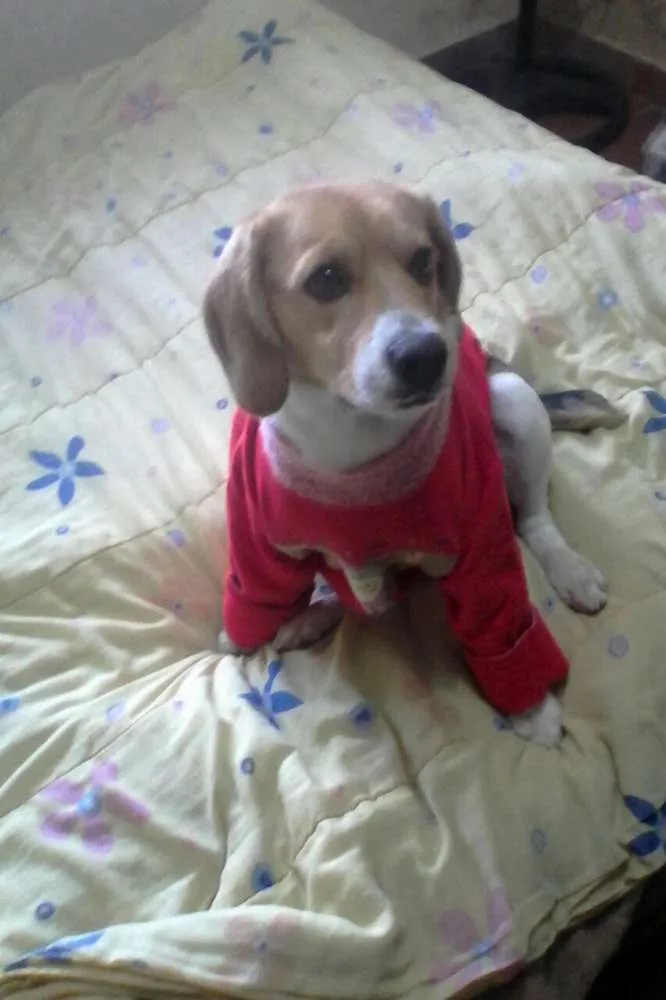 Cachorro ra a Beagle idade 7 a 11 meses nome Jorel