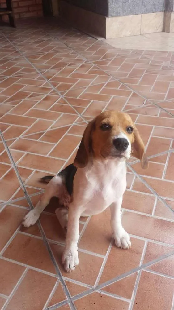 Cachorro ra a Beagle idade 7 a 11 meses nome Jorel