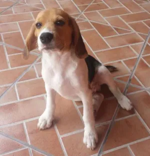 Cachorro raça Beagle idade 7 a 11 meses nome Jorel