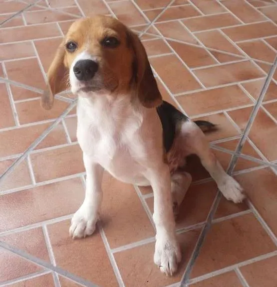 Cachorro ra a Beagle idade 7 a 11 meses nome Jorel