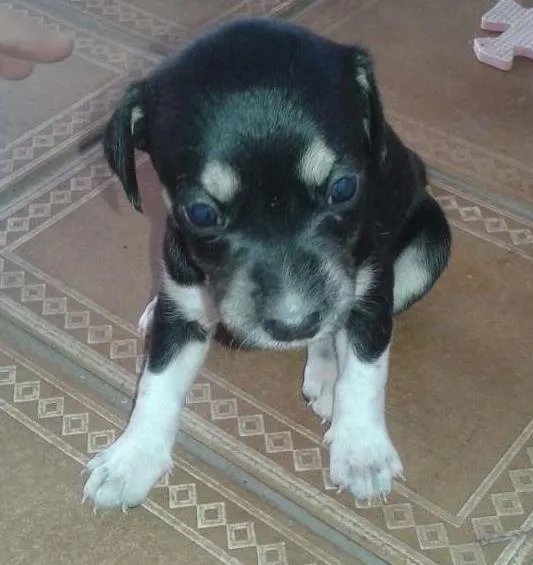 Cachorro ra a indefinida idade Abaixo de 2 meses nome sem nome