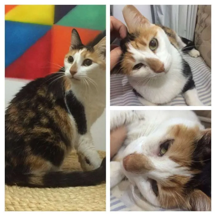 Gato ra a SRD idade 1 ano nome Mel