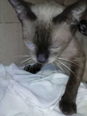 Gato raça siamese idade 1 ano nome ?