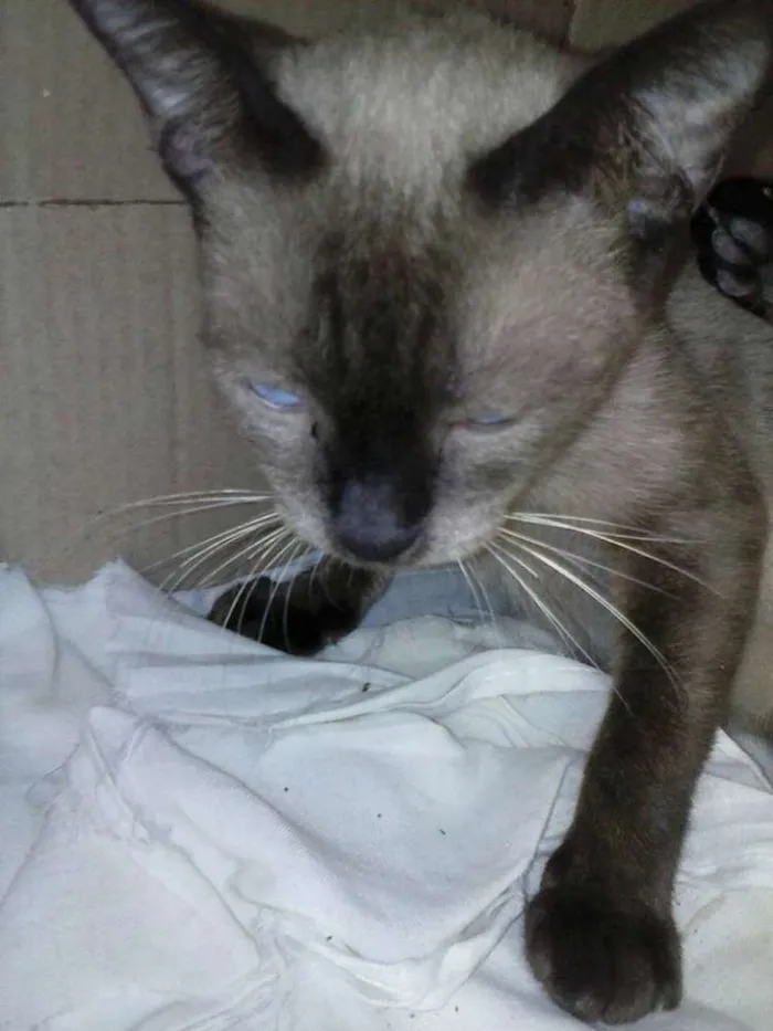 Gato ra a siamese idade 1 ano nome ?