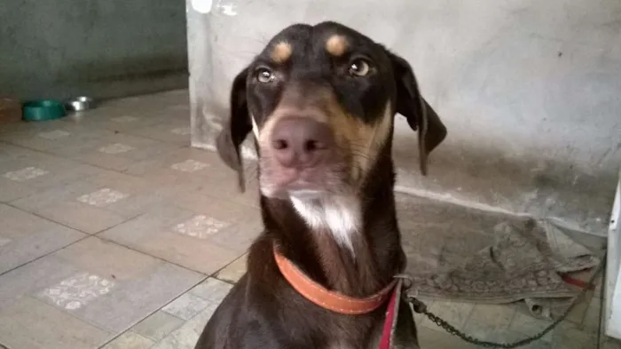 Cachorro ra a SRD idade 2 anos nome Lisbela e filhotes