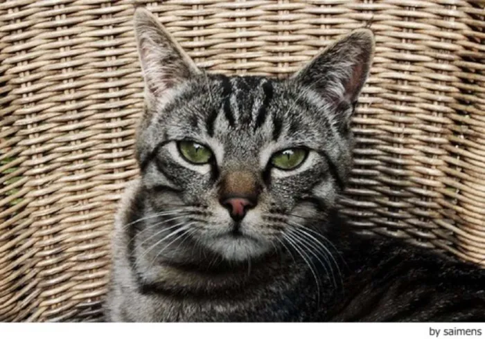Gato raça  idade 2 a 6 meses nome listradinho , leao 