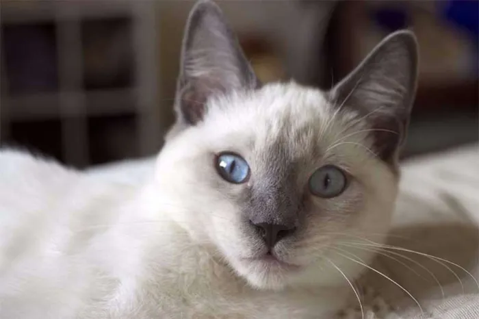 Gato raça  idade 2 a 6 meses nome listradinho , leao 