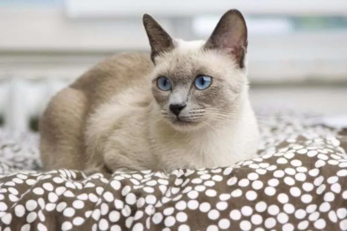 Gato raça  idade 2 a 6 meses nome listradinho , leao 