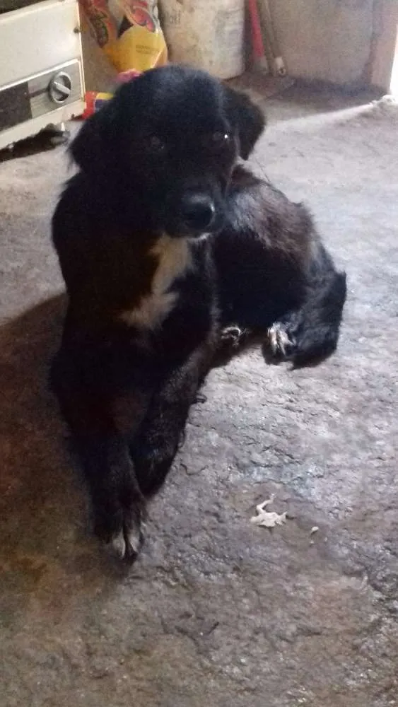 Cachorro ra a mestiça idade 1 ano nome esmeralda