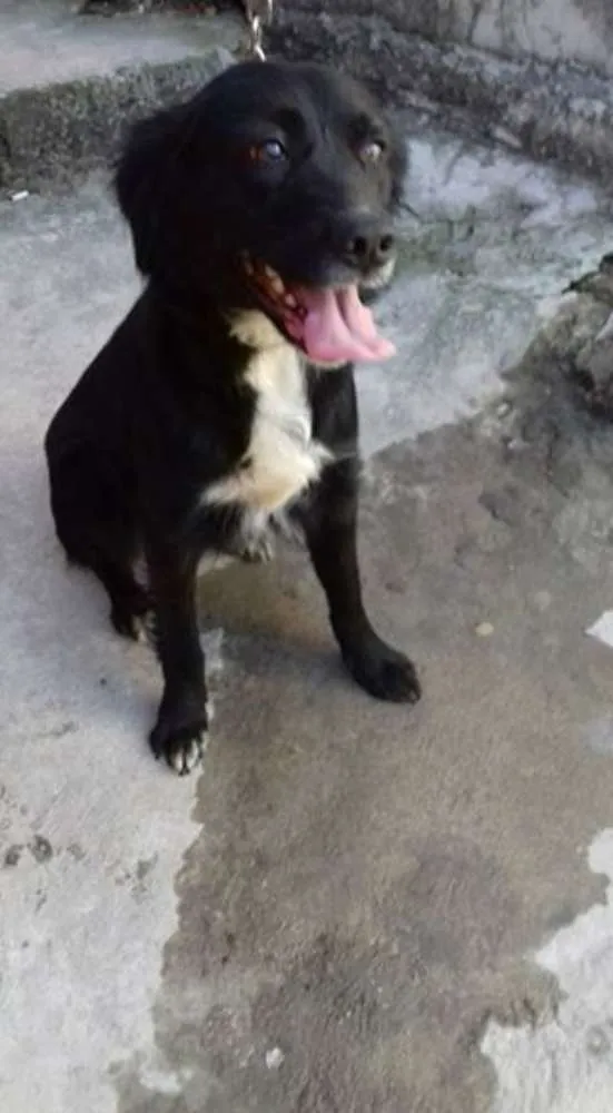 Cachorro ra a mestiça idade 1 ano nome esmeralda