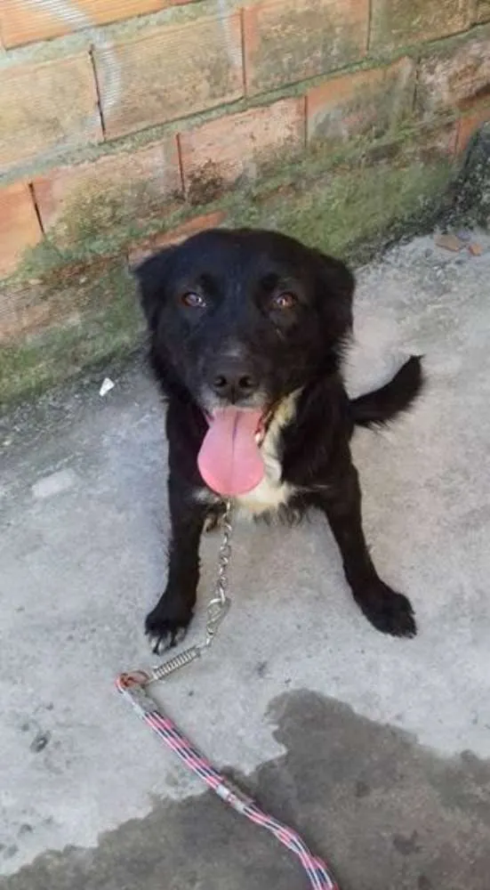 Cachorro ra a mestiça idade 1 ano nome esmeralda