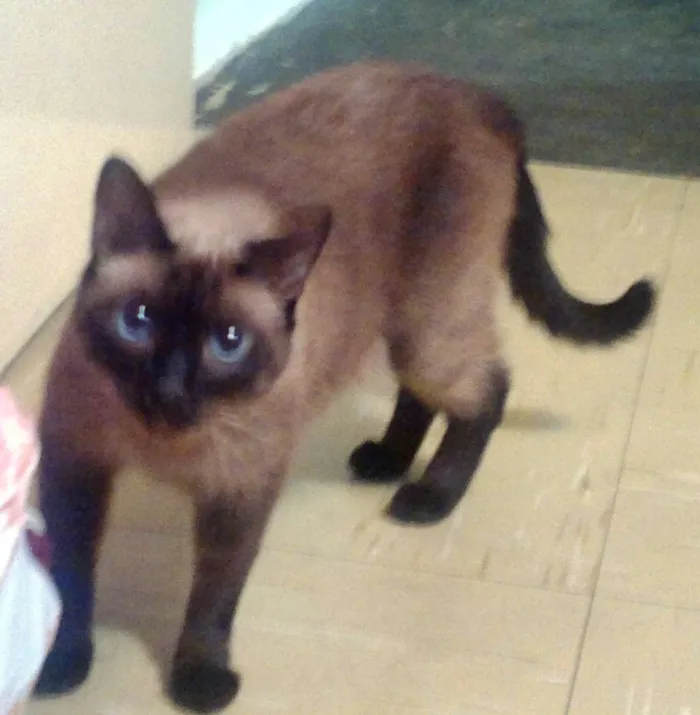 Gato ra a Siamês idade 6 ou mais anos nome Cindy