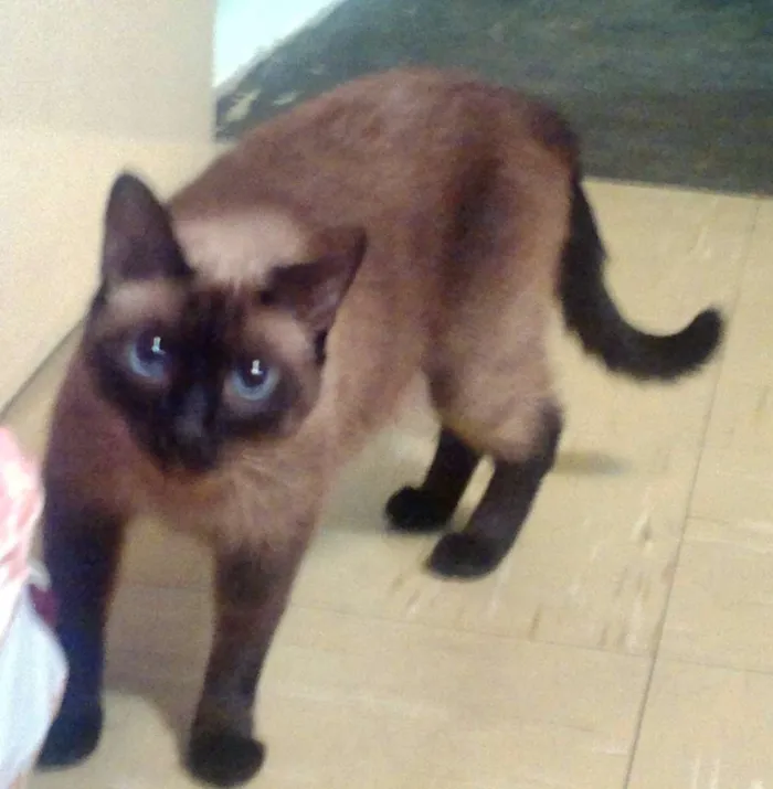Gato ra a Siamês idade 6 ou mais anos nome Cindy