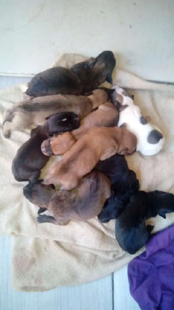 Cachorro ra a Mestiço (não tem raça definida) idade Abaixo de 2 meses nome *Opicional 