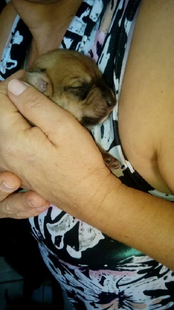 Cachorro ra a Mestiço (não tem raça definida) idade Abaixo de 2 meses nome *Opicional 