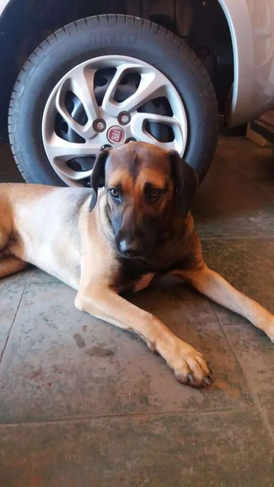 Cachorro ra a Indefinido idade 2 a 6 meses nome Não Tem 