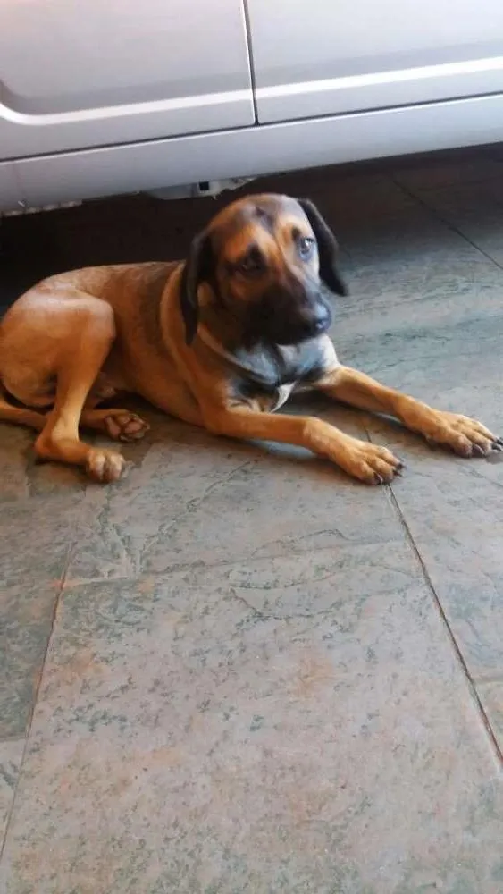 Cachorro ra a Indefinido idade 2 a 6 meses nome Não Tem 