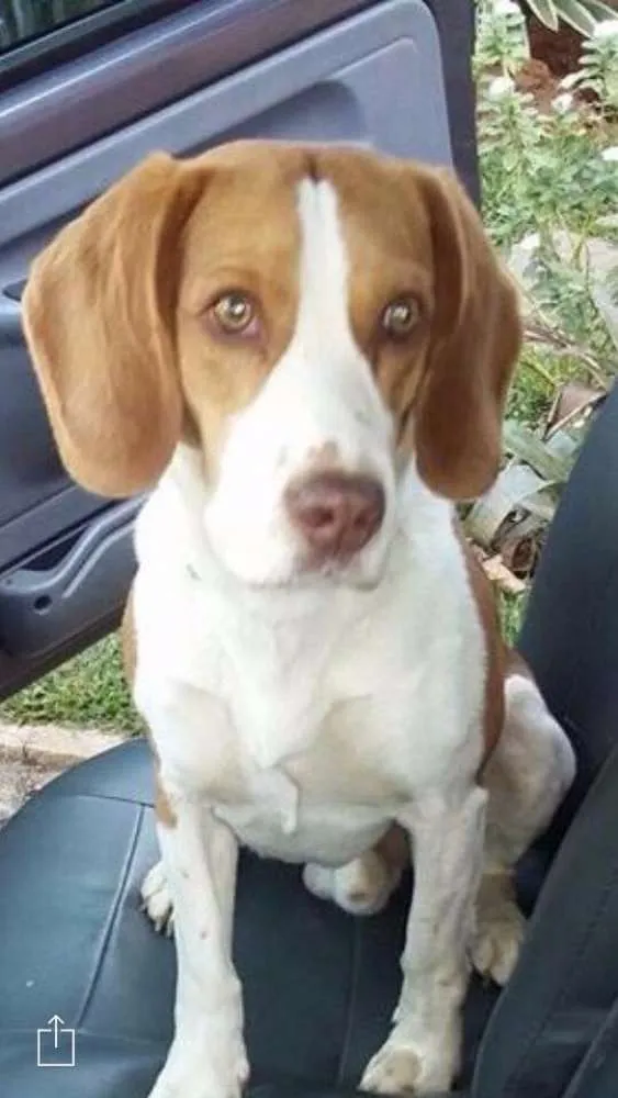 Cachorro ra a Beagle idade 3 anos nome Lucão