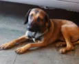 Não Tem 