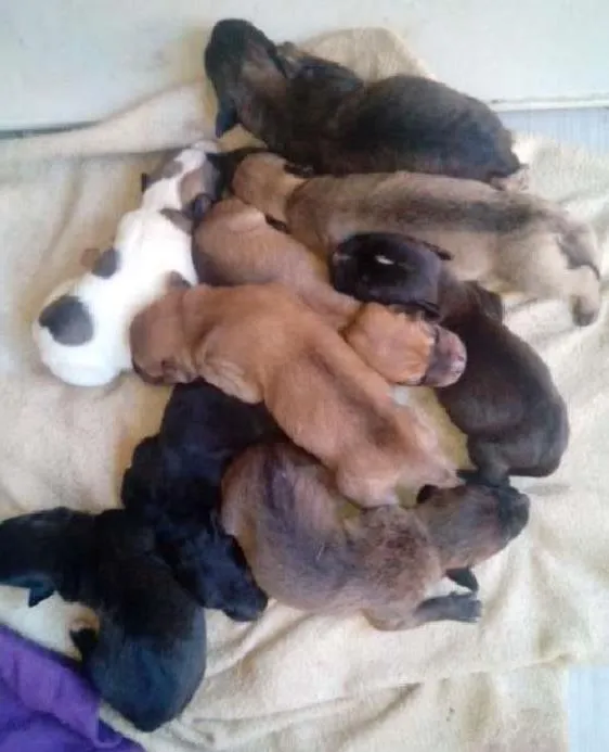 Cachorro ra a Mestiço (não tem raça definida) idade Abaixo de 2 meses nome *Opicional 