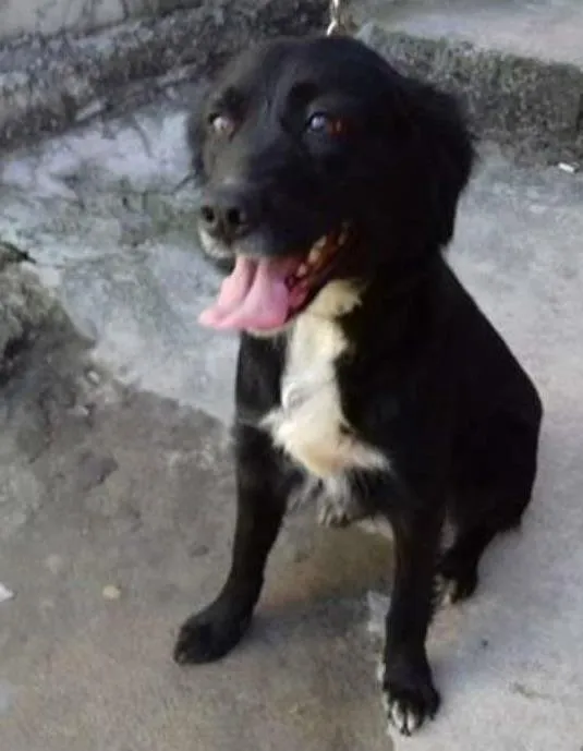 Cachorro ra a mestiça idade 1 ano nome esmeralda