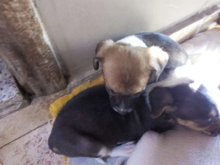 Cachorro ra a vira lata idade Abaixo de 2 meses nome filhotinhos