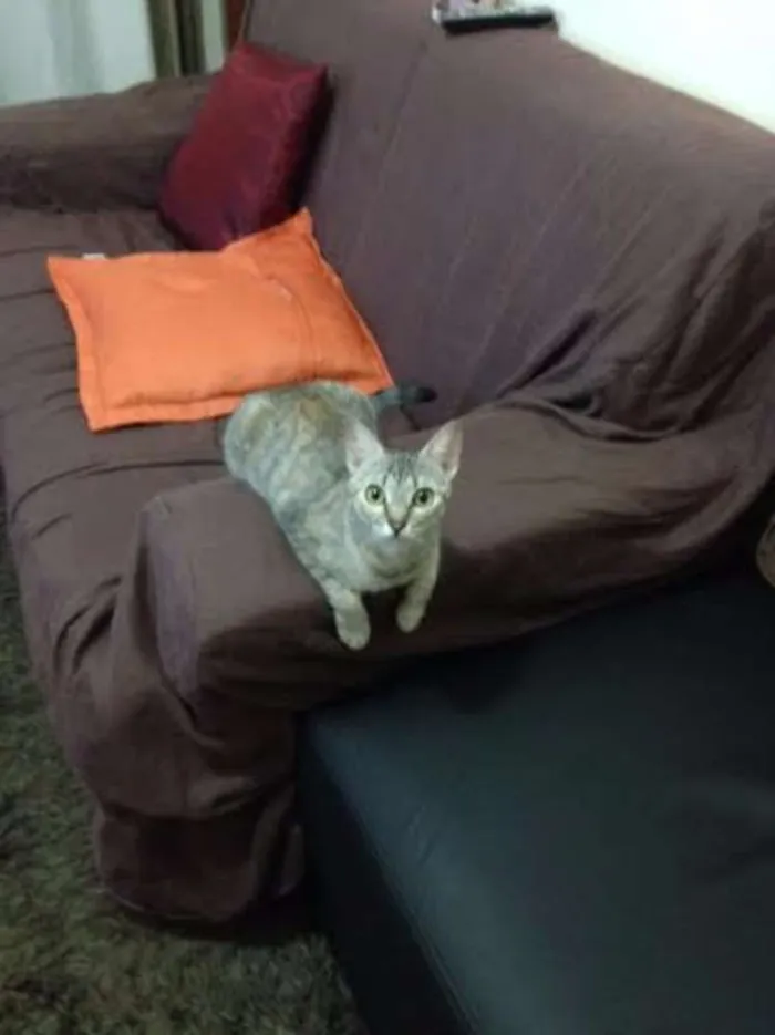 Gato ra a NÃO DEFINIDA idade 1 ano nome PARIS