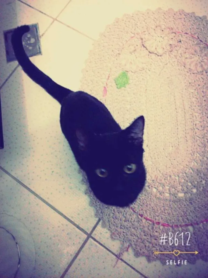 Gato ra a Não constatado  idade 1 ano nome Luna