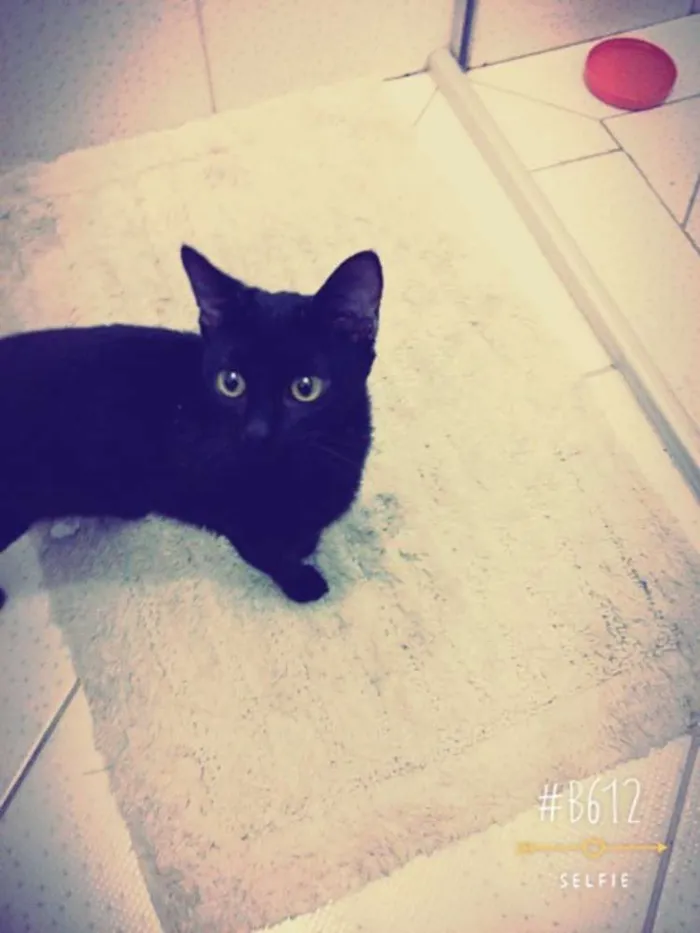 Gato ra a Não constatado  idade 1 ano nome Luna