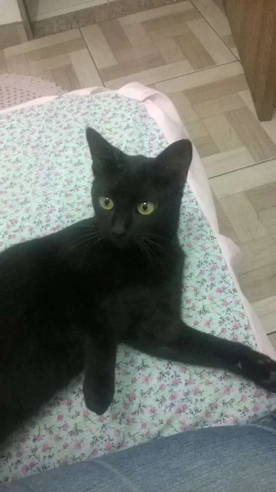 Gato ra a Não constatado  idade 1 ano nome Luna