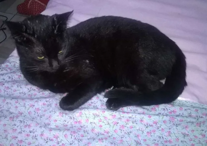 Gato ra a Não constatado  idade 1 ano nome Luna