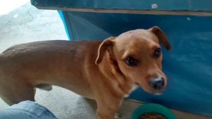 Cachorro ra a Vira lata idade 2 anos nome Toty