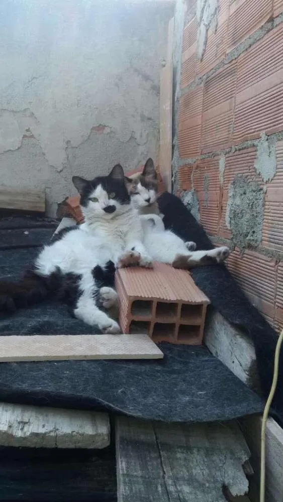 Gato raça Persa com vira-lata idade 7 a 11 meses nome Sem nome