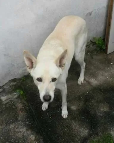 Cachorro ra a Vira Lata idade 6 ou mais anos nome Branquinha