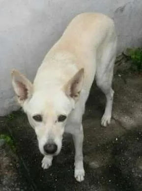 Cachorro raça Vira Lata idade 6 ou mais anos nome Branquinha