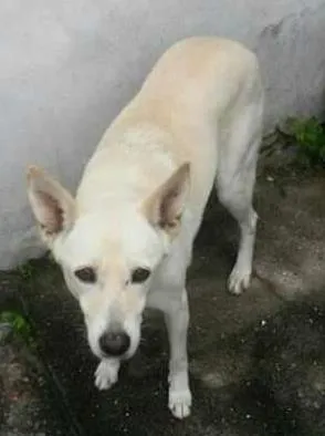 Cachorro ra a Vira Lata idade 6 ou mais anos nome Branquinha