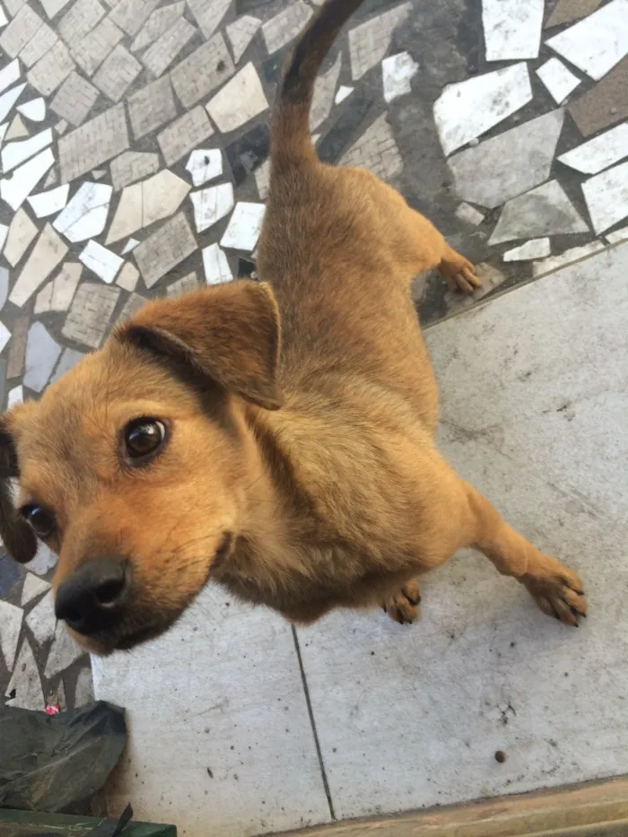 Cachorro ra a Vira lata idade 2 a 6 meses nome Jully