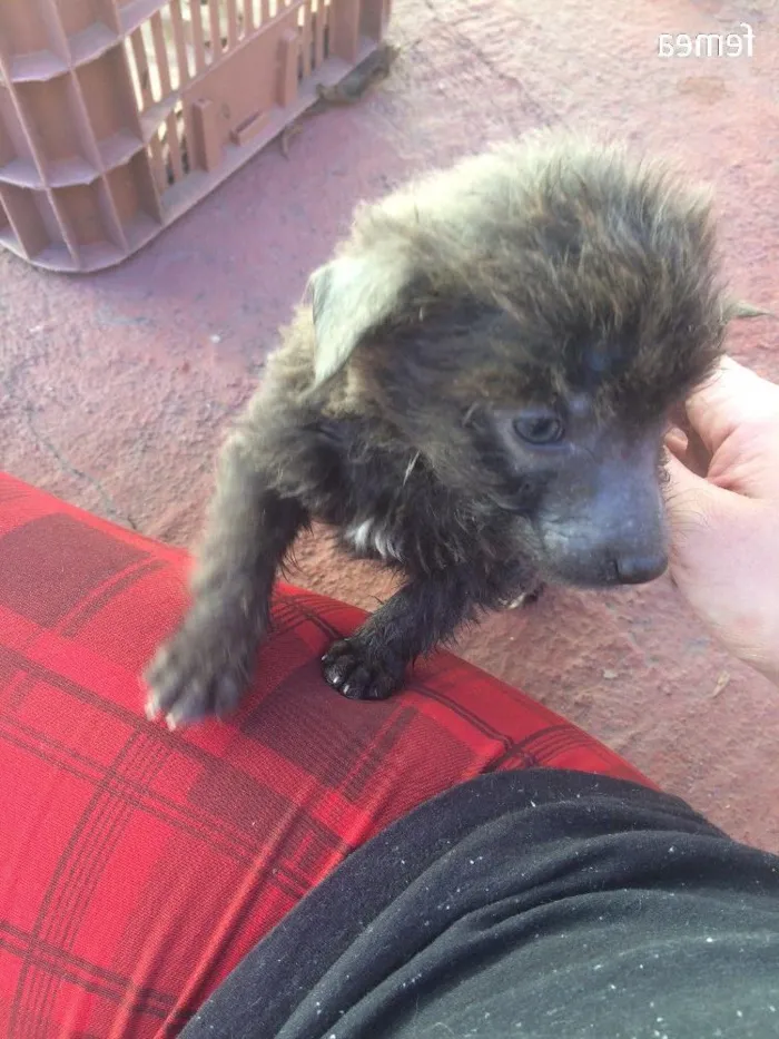 Cachorro ra a Vira lata idade Abaixo de 2 meses nome Dolly
